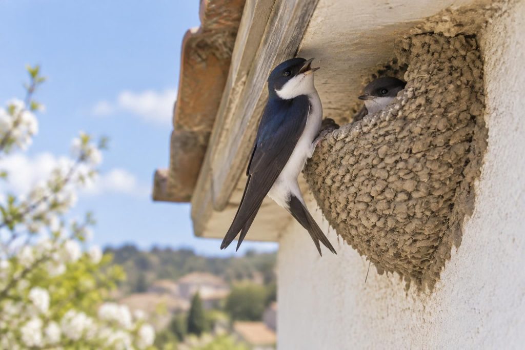 découvrez l’hirondelle de fenêtre : ses caractéristiques, son chant, son nid et les habitudes de ce petit oiseau familier.